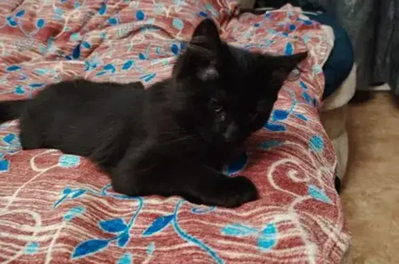 Котенок найден: ул. Юрия Смирнова 8, Кемерово