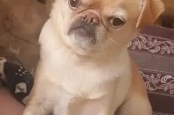 Пропал пёс Арчи, Ачаирский, Омская обл.