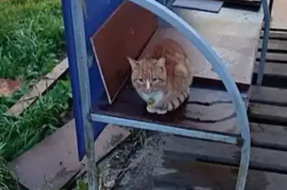 Кошка найдена у супермаркета, Красноармейская 111