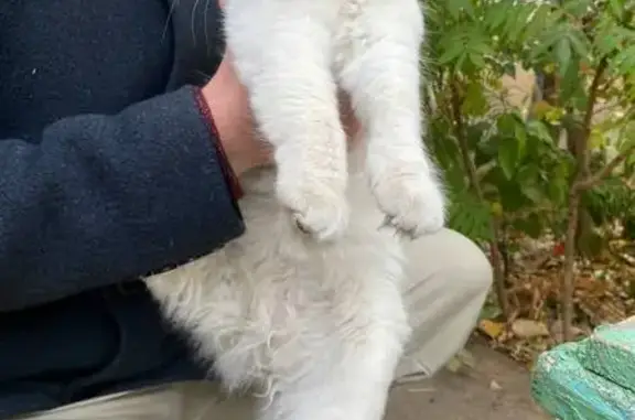 Найдена кошка, Волжский, фото: Кошка найдена на Пушкина, 160, Волжский