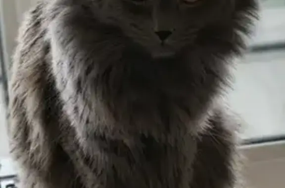 Кошки потеряшки, Киров, фото: Потеряшка кошка, ул. Дзержинского 62, Киров