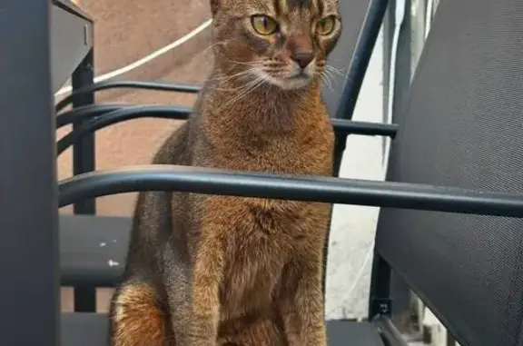 Кошки потеряшки, Калининград, фото: Потеряшка кот на ул. Ломоносова, Калининград