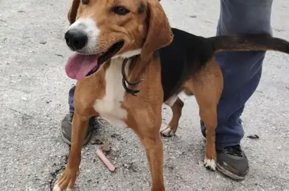 Найдена собака, , фото: Найдена собака в Топловском монастыре