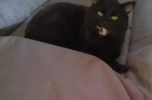 Пропала черная кошка, Забайкальский край