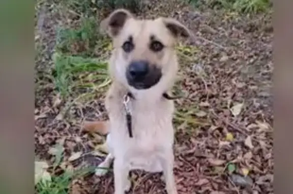 Найдена собака, Владивосток, фото: Найдена собака, ул. Связи, 1, Владивосток