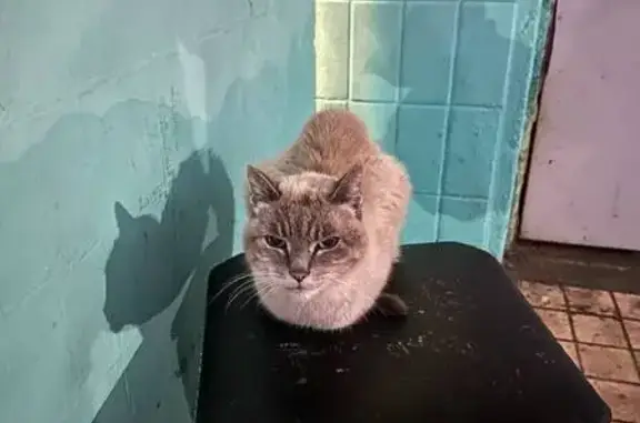 Найдена кошка, Ногинск, фото: Кошка найдена: ул. Белякова, 3, Ногинск