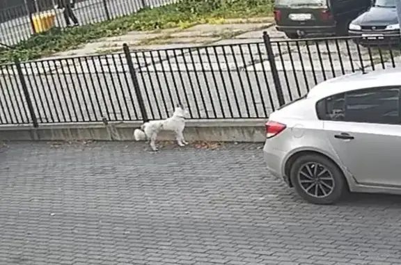 Собака найдена: Генерала Раевского, 1