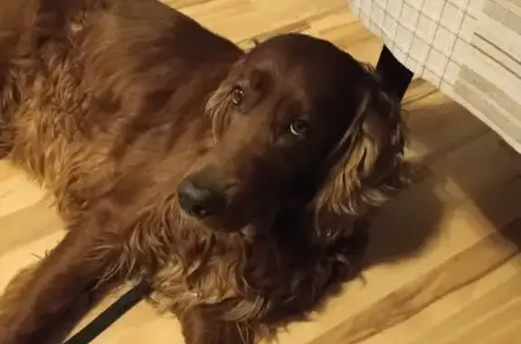 Найдена собака, Свердловская область, фото: Найдена рыжая собака, Екатеринбург