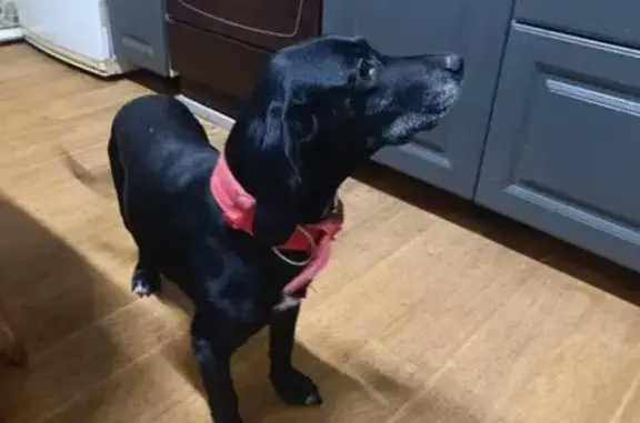 Найдена собака, Пензенская область, фото: Собака найдена, Большая Валяевка