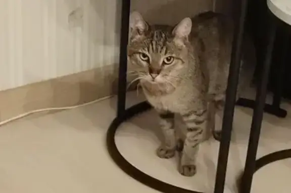 Найдена кошка, Иваново, фото: Кошка найдена: ул. Сакко, 33, Иваново