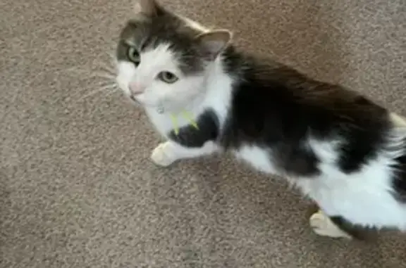 Найдена кошка, Удельная, фото: Кошка найдена: ул. Ольховая, 10А