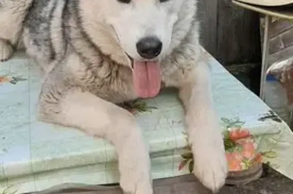 Собаки потеряшки, Шадринск, фото: Потеряшка собака, Шадринск, Пролетарская 187