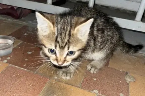 Котенок найден у домофона, Козуева 90