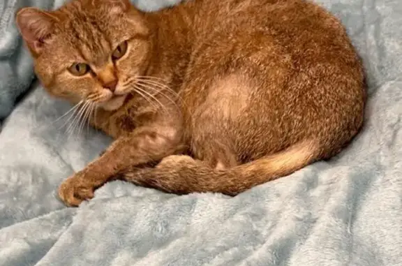 Кошки потеряшки, Тверь, фото: Потеряшка кошка, ул. Кирова, 7 к1, Тверь