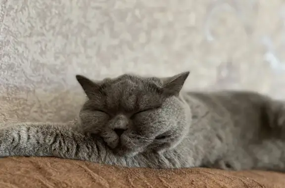 Пропала серая кошка, Онежский пер., 19