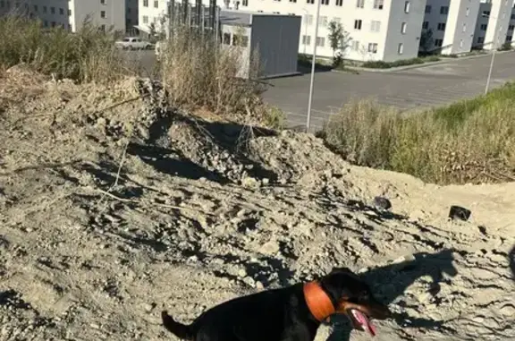 Пропала собака, Земнухова 12, Волгоград