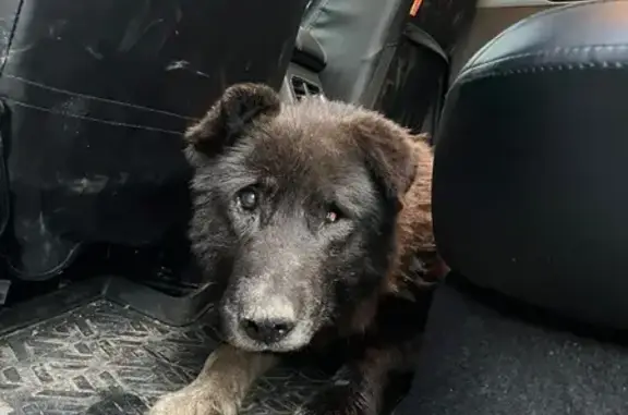 Найдена собака, Петрозаводск, фото: Собака найдена: ул. Халтурина, Петрозаводск