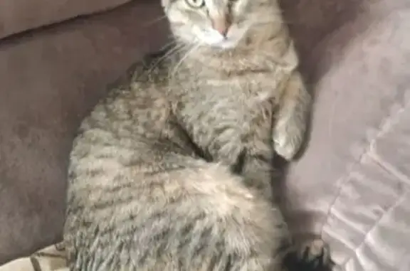 Кошки потеряшки, Красноярск, фото: Потеряшка кошка, ул. Березина, Красноярск