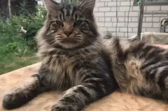 Пропала кошка, ул. Малахова 116, Барнаул