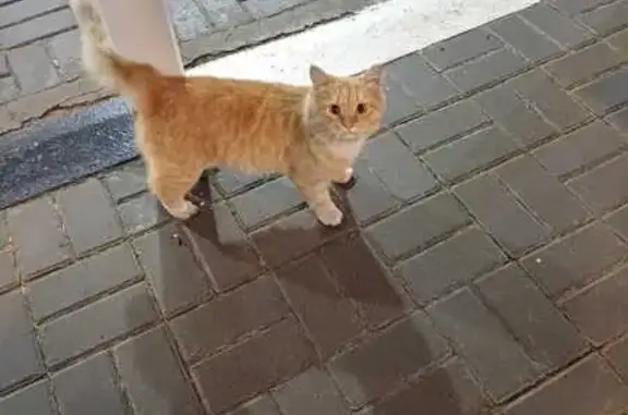 Рыжий кот найден на ул. Карла Маркса, 150