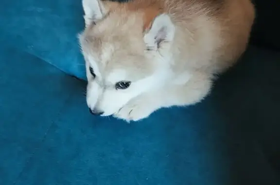 Пропала собака, пр. Коптюга, 5, Новосибирск