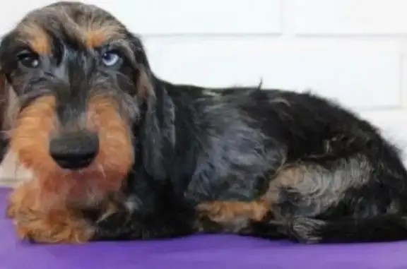 Собаки потеряшки, Москва, фото: Потеряшка собака, Стартовая ул. 19к2, Москва