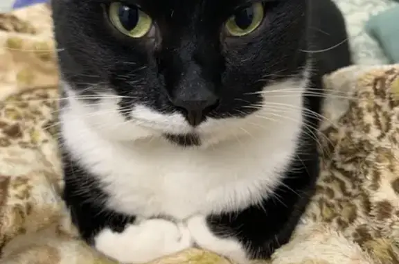 Кошки потеряшки, Анапа, фото: Потеряшка кошка, Русская ул. 21, Анапа