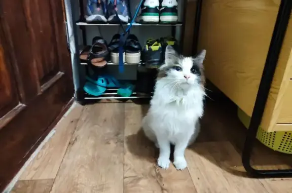 Найдена кошка, Ялта, фото: Кошка найдена: Садовая ул. 2, Ялта