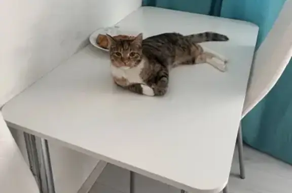 Объявления о пропавших и найденных животных, Нижний Тагил, фото: Пропала кошка, пр. Мира 6, Нижний Тагил