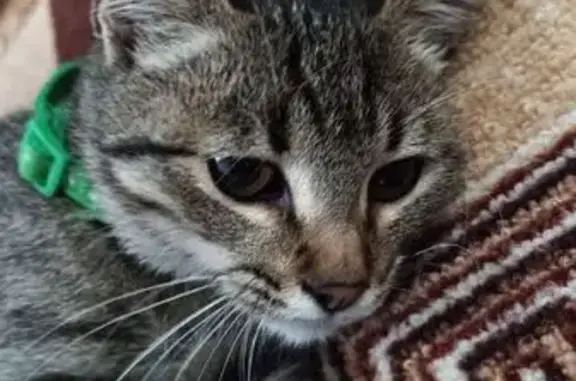 Объявления о пропавших и найденных животных, Элиста, фото: Кошка найдена на ул. Эсамбаева, 33А