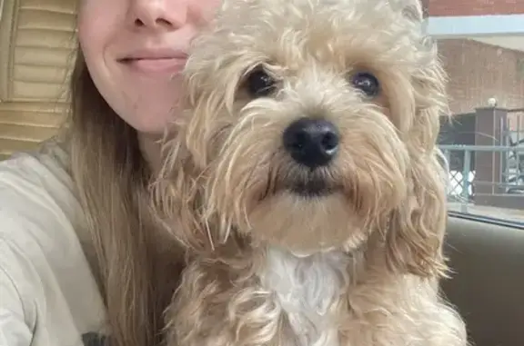 Собаки потеряшки, Алушта, фото: Потеряшка собака на ул. Карла Маркса, 9, Алушта