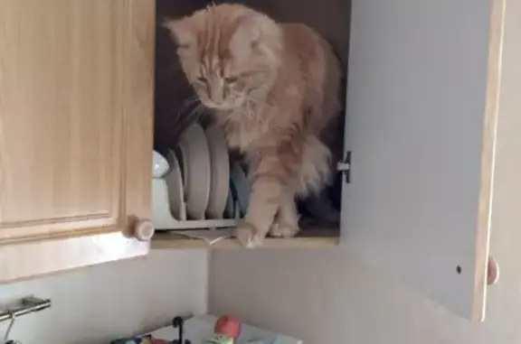 Кошки потеряшки, Московская область, фото: Потеряшка кошка в Щёлково, МО