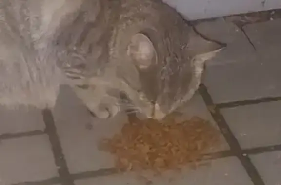 Найдена кошка, Рязань, фото: Кошка найдена у ТЦ Черновицкий, Рязань