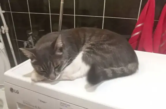 Кошки потеряшки, Барнаул, фото: Потеряшка кошка, Барнаульская ул., 2А