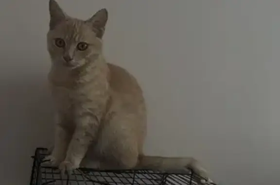 Пропал кот, ул. Кушховых, 6, Нальчик