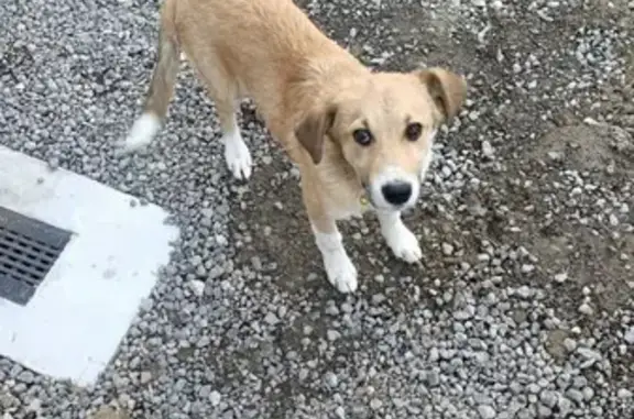 Щенок найден: Стрелецкая ул., 19, Волгоград