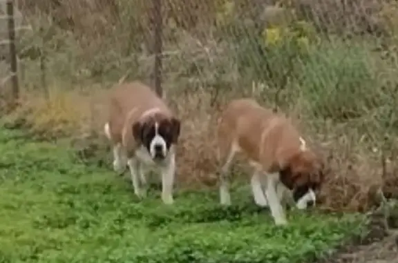 Найдена собака, , фото: Сенбернары на ул. Земляничная 66, Подлесово