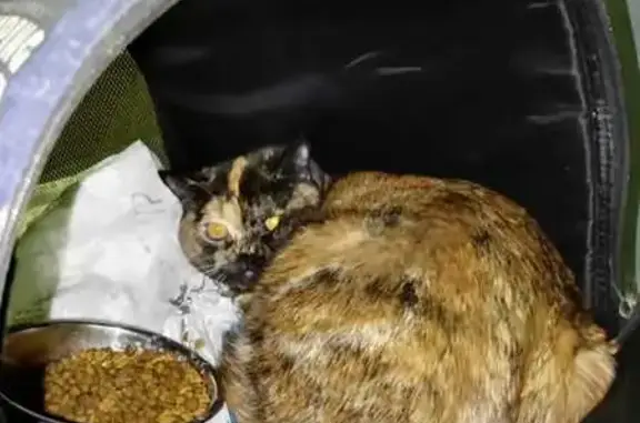 Найдена кошка, Москва, фото: Кошка найдена у метро Выхино, ул. Хлобыстова