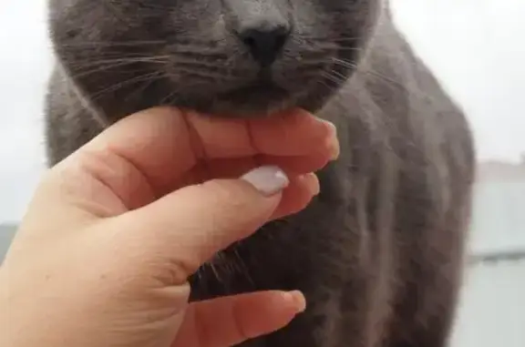 Кошки потеряшки, Самарская область, фото: Потеряшка кошка, Усть-Кинельский, Самара