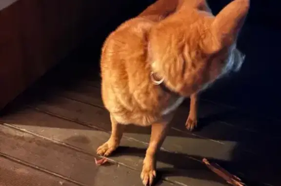 Найдена собака, Ленинградская область, фото: Найдена собака в Фёдоровском, Ленобласть