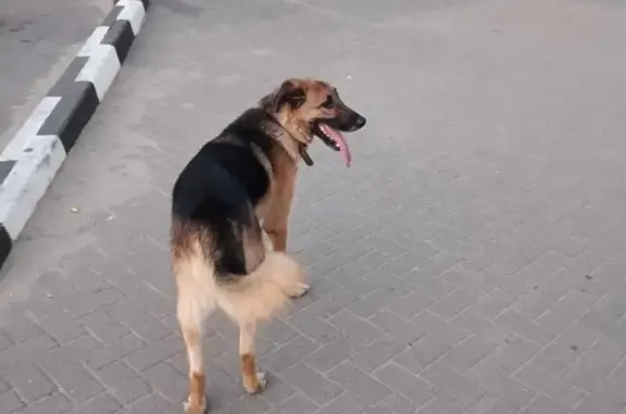 Пропала собака в Жуковском, ул. Солнечная