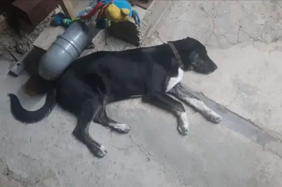 Собаки потеряшки, Симферополь, фото: Потеряшка собака, Красная ул., Симферополь