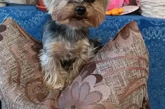 Собаки потеряшки, Новосибирск, фото: Потеряшка собака на Грибоедова, 73, Нск