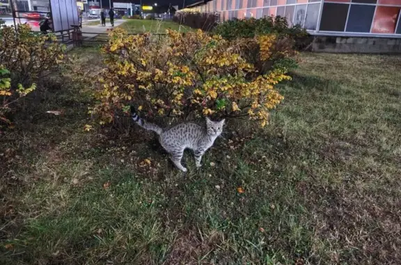 Найдена кошка, Могилёв, фото: Кошка найдена у остановки ул. Гагарина, 52А