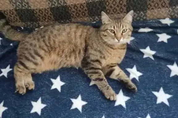 Кошки потеряшки, Уфа, фото: Потеряшка кошка в Уфе, Башкортостан