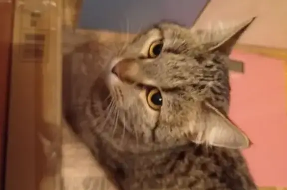 Кошка найдена у Почты в Мамулино, Оснабрюкская 9к1