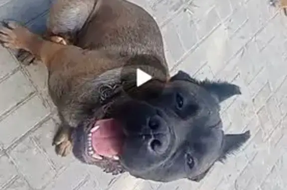 Собаки потеряшки, Нижний Новгород, фото: Потеряшка собака на пр. Гагарина, Н. Новгород