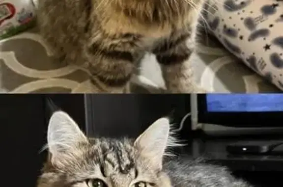 Кошки потеряшки, Тамбов, фото: Потеряшка кошка, 2-я Дорожная, Покрово-Пригородное