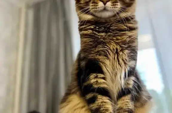 Кошки потеряшки, Приморский край, фото: Потеряшка кошка, Соловей-Ключ, Приморье