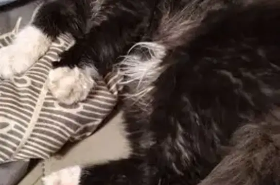 Найденные животные Петрозаводск, фото: Котёнок найден, ул. Кутузова, 9, Петрозаводск